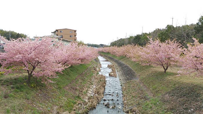 東大山河津桜まつり
