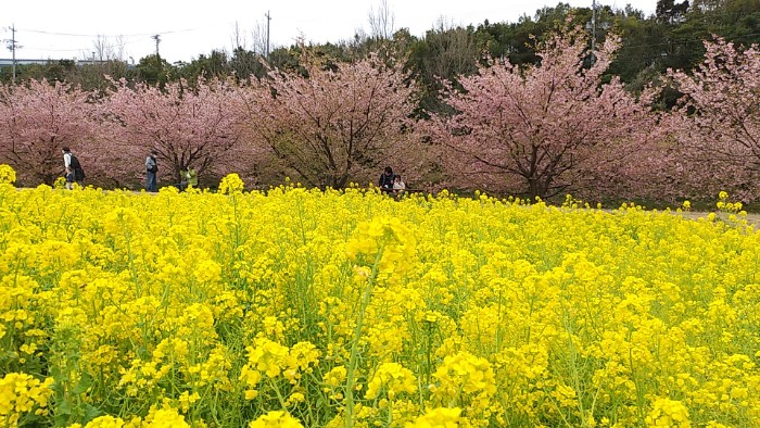 菜の花と河津桜