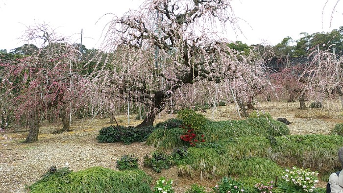 昇竜しだれ梅園