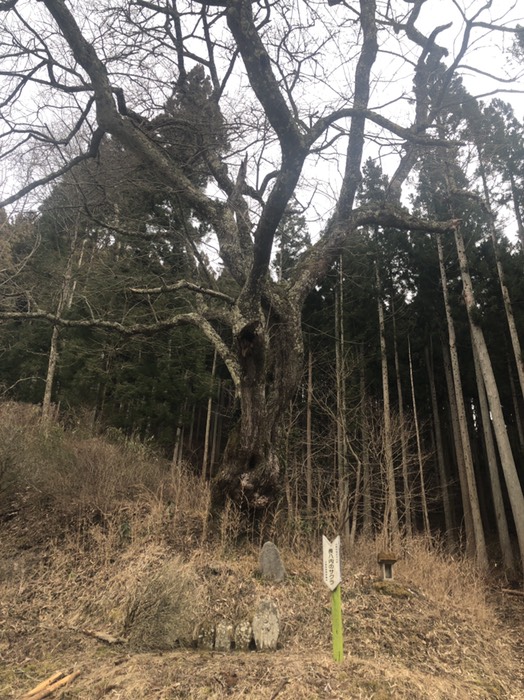 長八内の桜    おさがうち