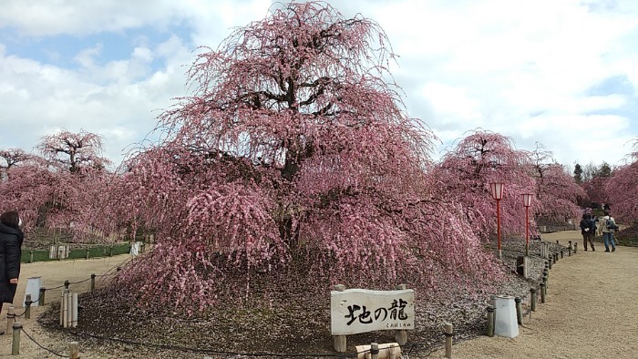 鈴鹿の森庭園 地の龍