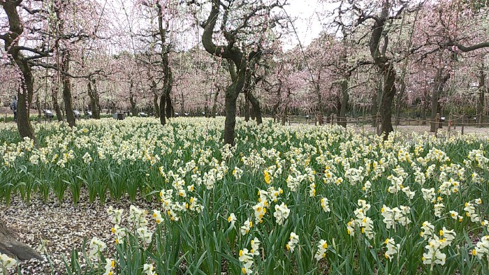 なばなの里 水仙まつり