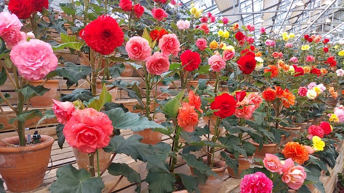 ベゴニアガーデン