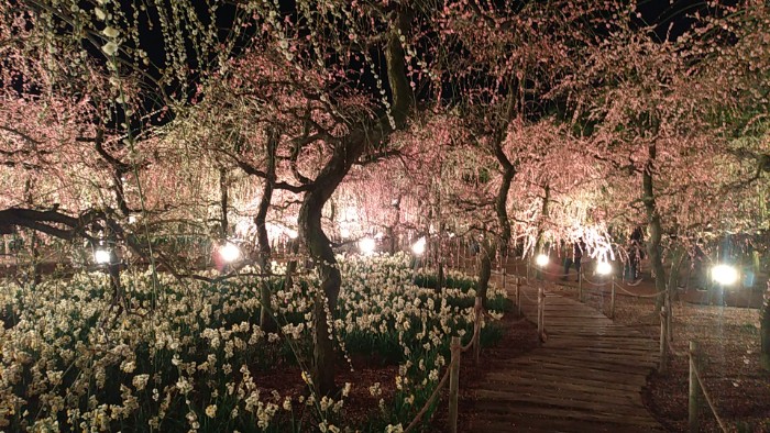 しだれ梅まつり