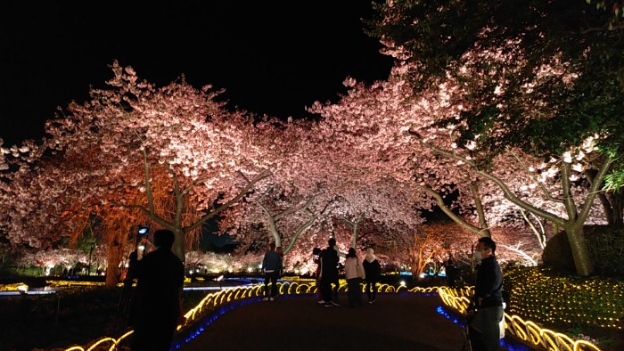 桜のトンネル ライトアップ