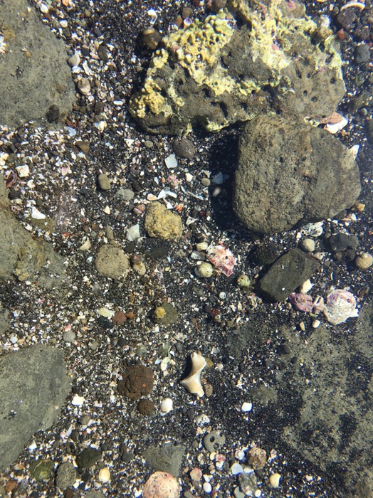 沖ノ島　ヤドカリ