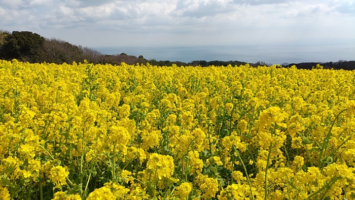 菜の花