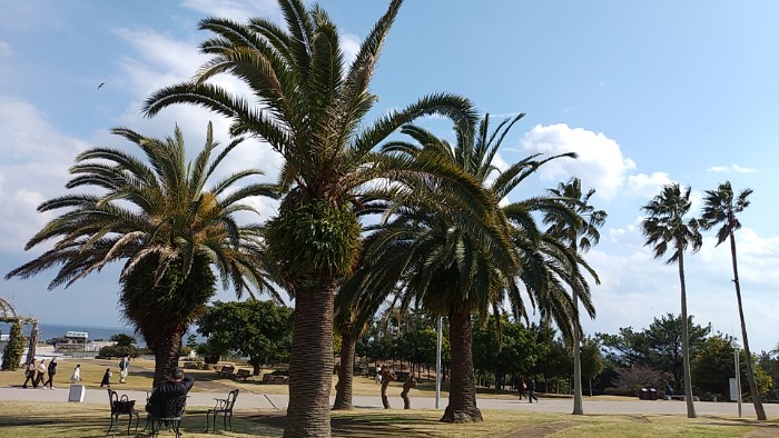 パームガーデン