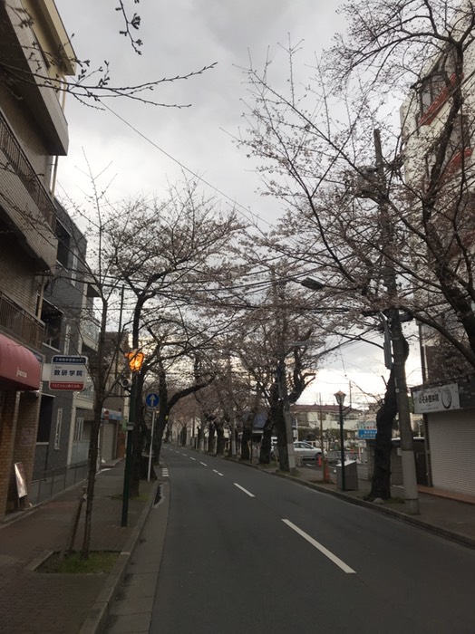 さくら通り(五香)