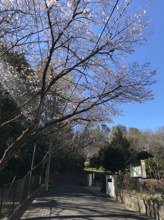 市立市川博物館前の桜