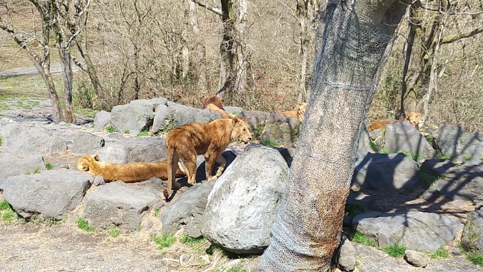 ライオンゾーン