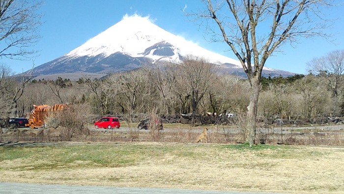 チーターゾーン