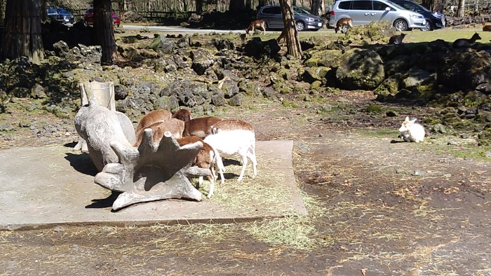一般草食ゾーン