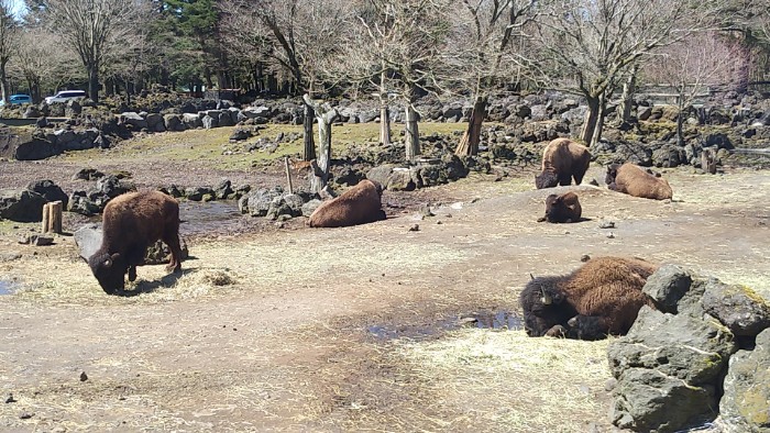 山岳草食ゾーン