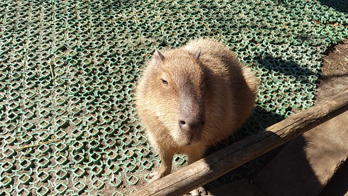 カピバラ