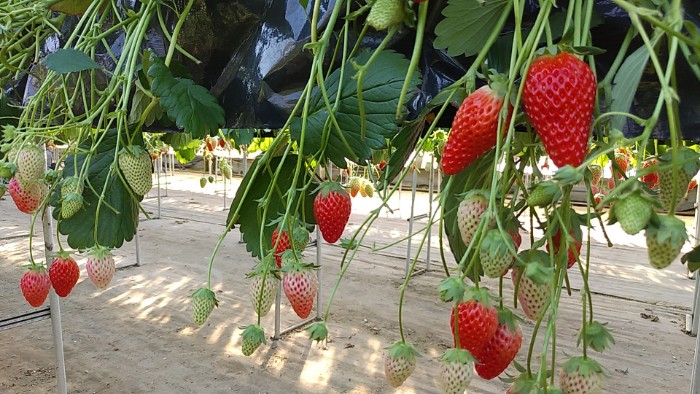 イチゴ狩り