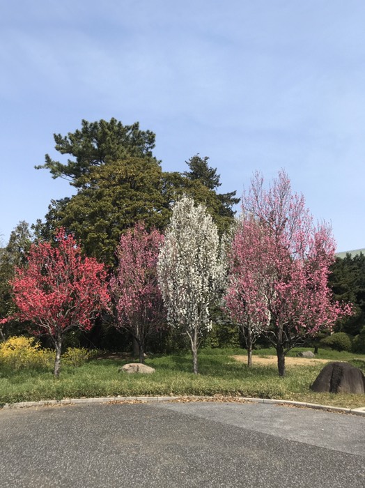 桃華楽堂脇の桃