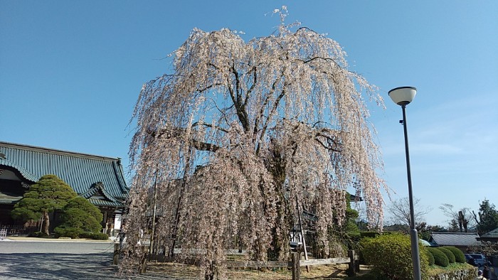垂れ桜