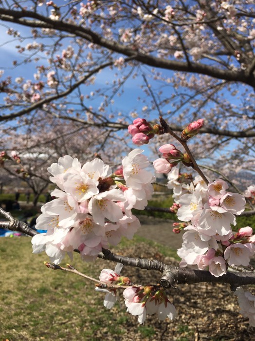 桜