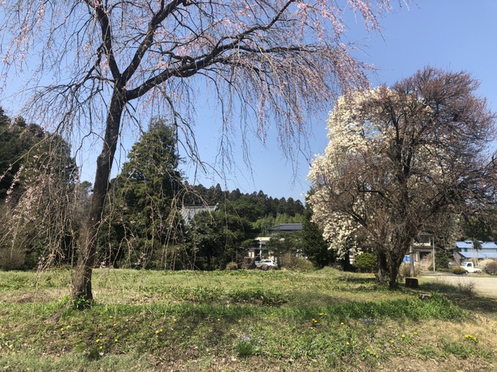 枝垂れ桜またまだ、辛夷終わりかけ