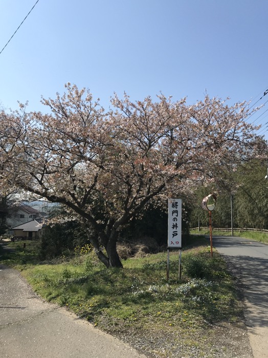 将門の井戸の桜