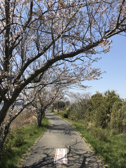 手賀沼遊歩道の桜