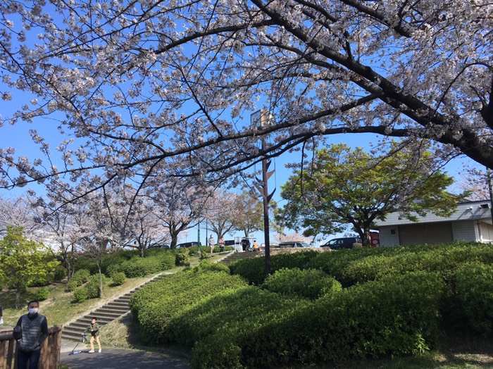🌸荒子川公園