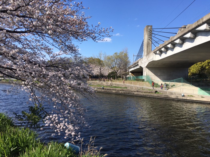 🌸荒子川公園