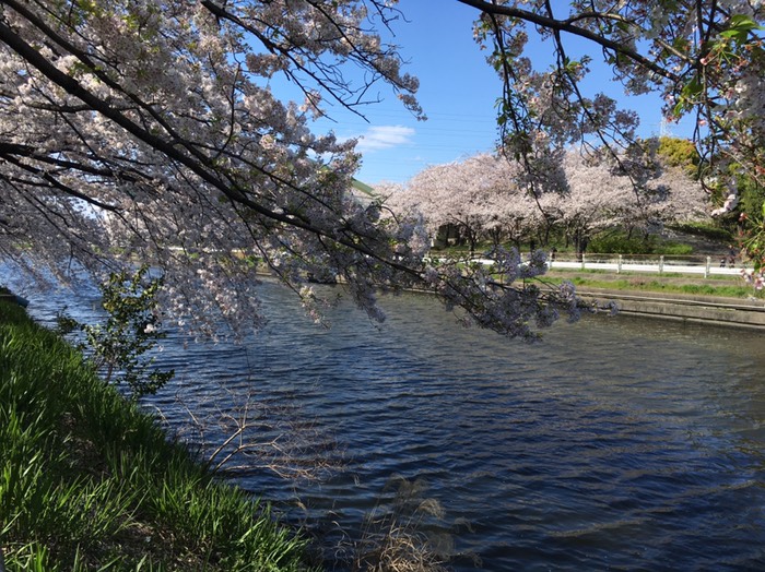 🌸荒子川公園