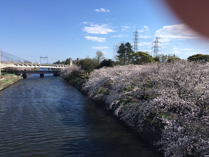 🌸荒子川公園
