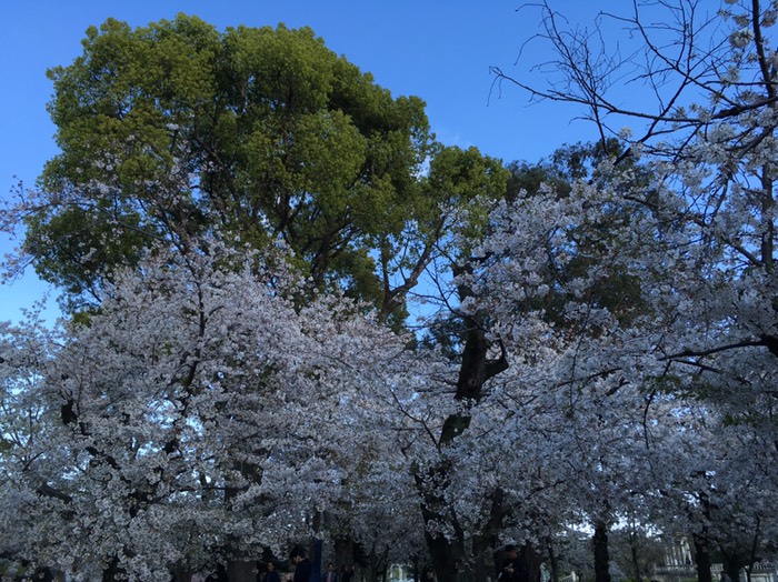 🌸鶴舞公園