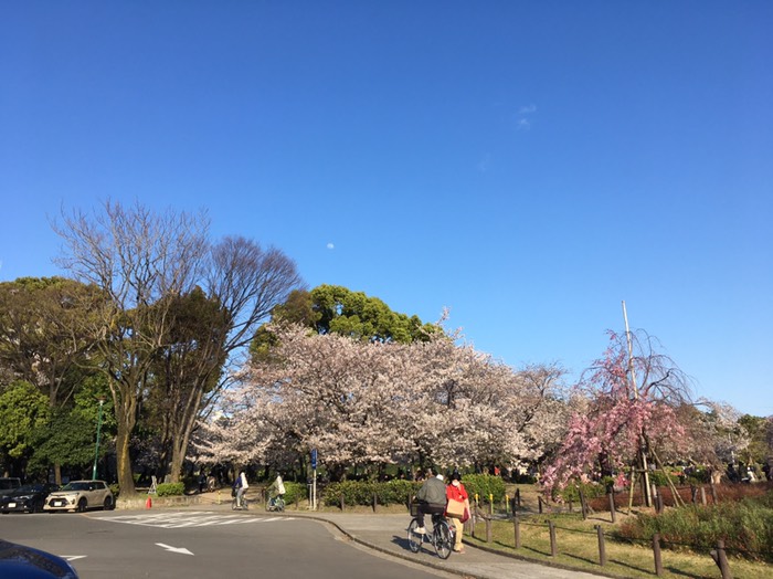 🌸鶴舞公園