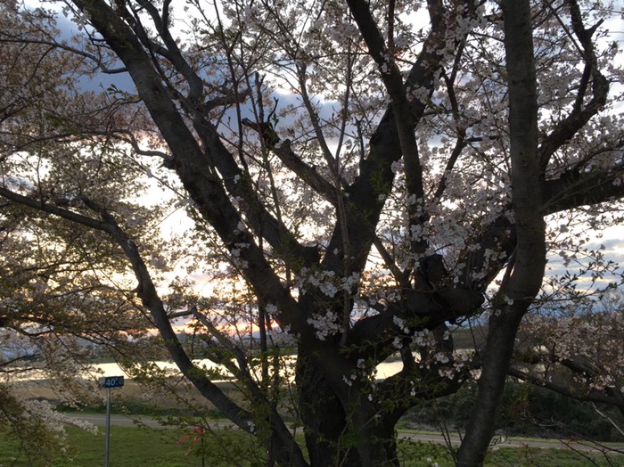 🌸一宮木曽川堤