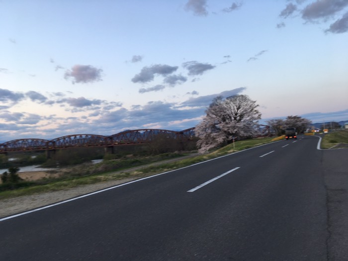 🌸一宮木曽川堤