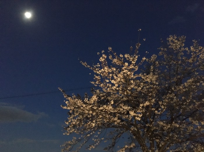 🌸海津市平田公園