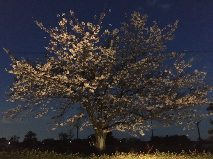 🌸海津市平田公園