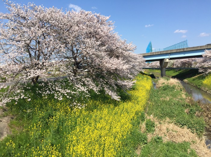 佐保川桜