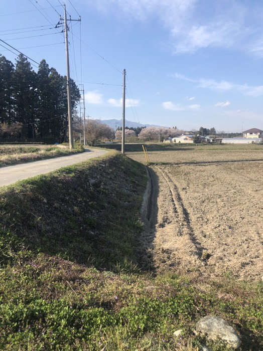 アザミが沢山咲いていた高速道路直ぐの所