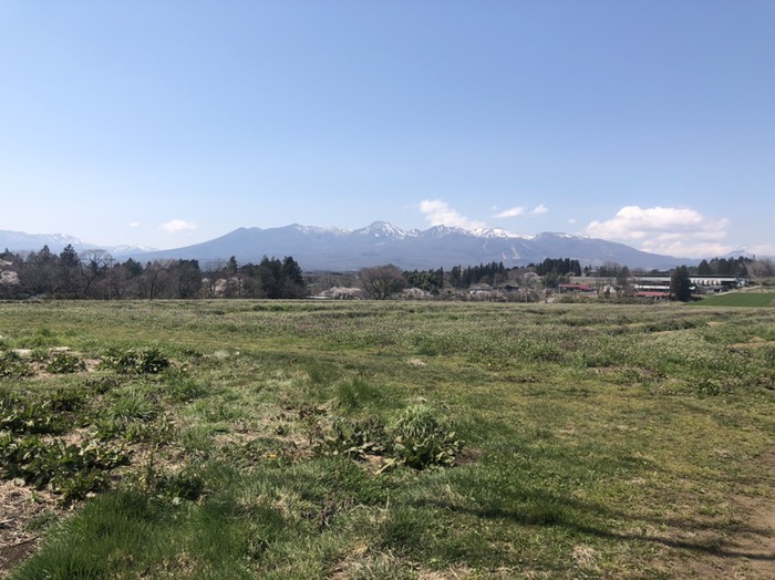 桜並木が見える、3分咲き