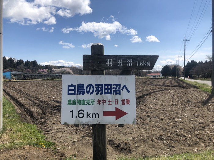 白鳥のくる羽田沼