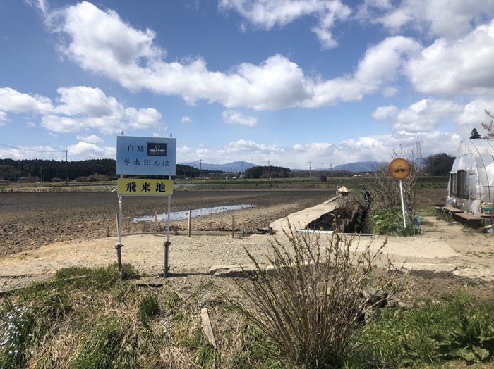白鳥冬水田んぼ
