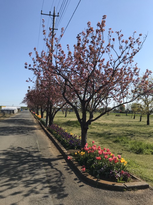 あけぼの山公園