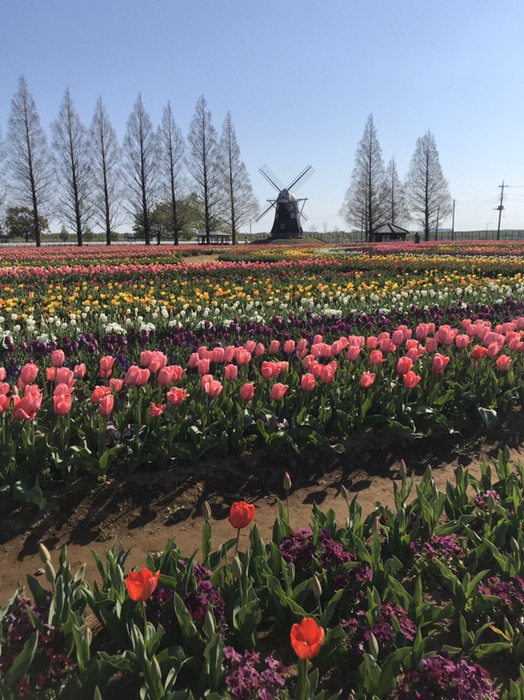 風車近くのチューリップ(あけぼの山公園)