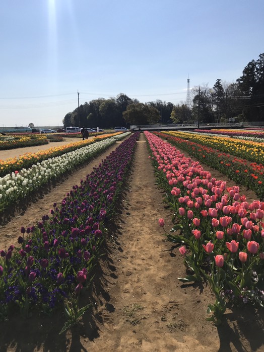 風車近くのチューリップ(あけぼの山公園)