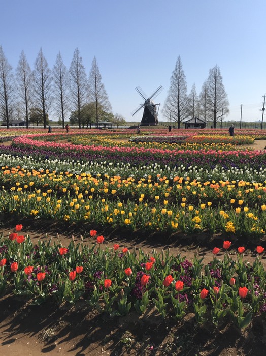 風車近くのチューリップ(あけぼの山公園)