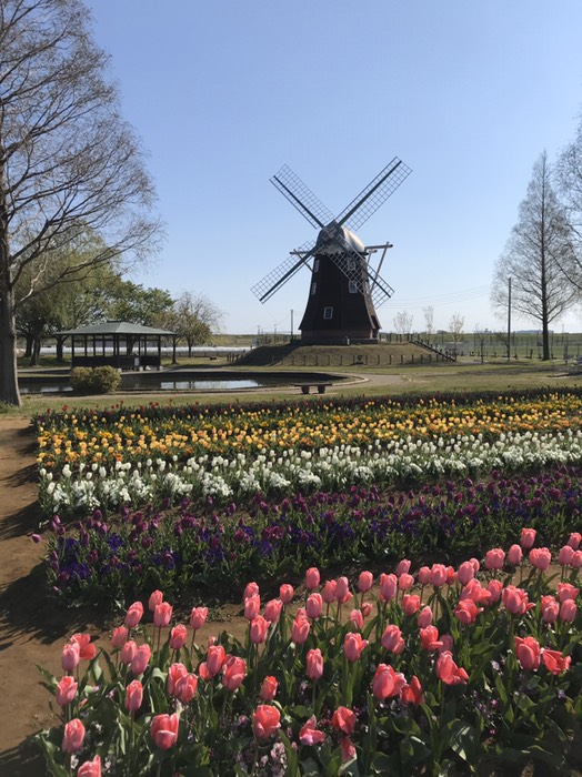 風車近くのチューリップ(あけぼの山公園)