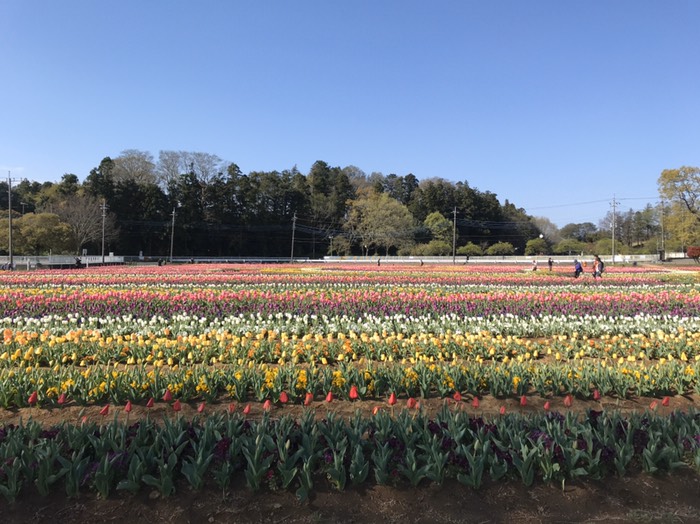 風車近くのチューリップ(あけぼの山公園)