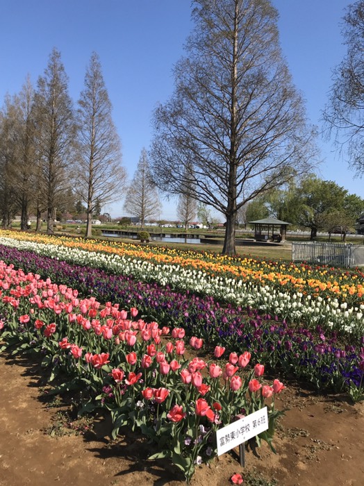 風車近くのチューリップ(あけぼの山公園)