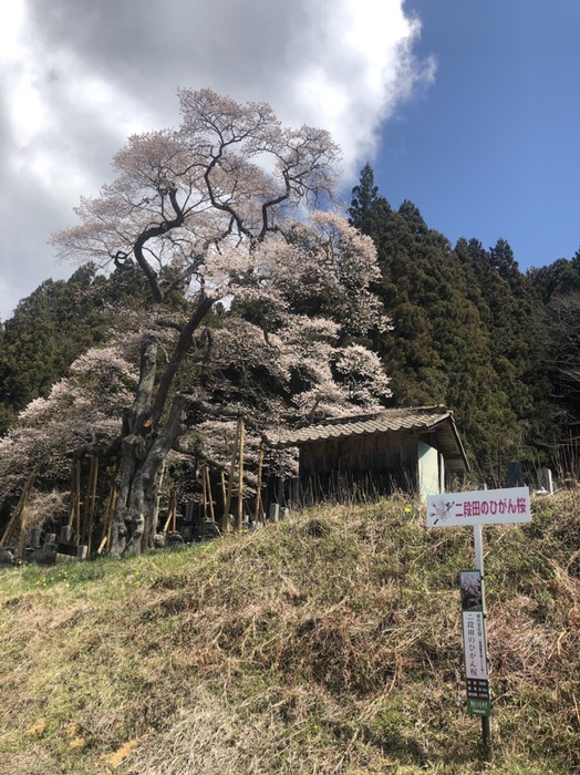 二段田のひがん桜