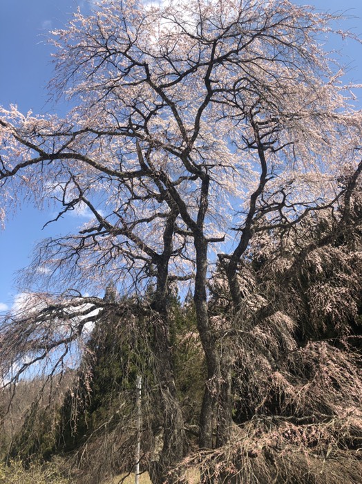 大作おおさくの枝垂れ桜　3分咲き